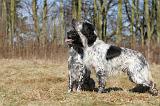 SETTER ANGLAIS 033